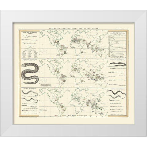 World Snakes - Berghaus White Modern Wood Framed Art Print by Berghaus