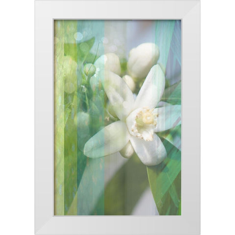 Orange Blossom White Modern Wood Framed Art Print by Franklin
