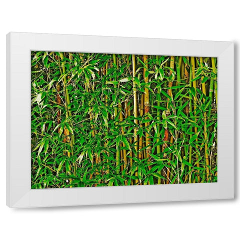 Bamboo in HD II White Modern Wood Framed Art Print by Simons