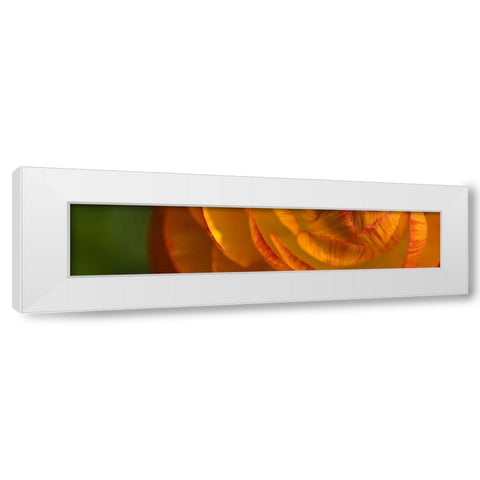 Flower Slice Orange II White Modern Wood Framed Art Print by Simons
