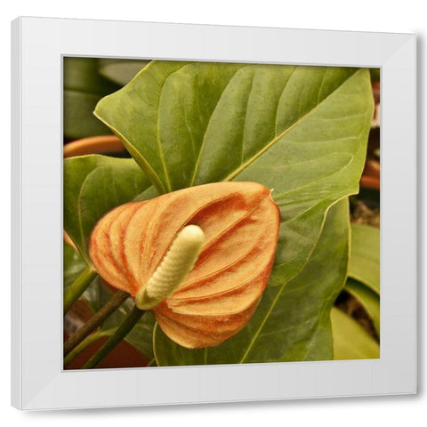 Tropical Sunshine II White Modern Wood Framed Art Print by Simons