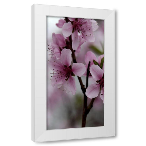 Beautiful Pink White Modern Wood Framed Art Print by Phillip, Jamie