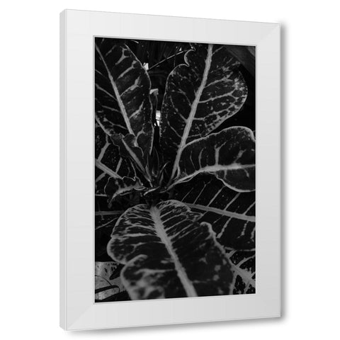 Tropics 2 White Modern Wood Framed Art Print by Phillip, Jamie