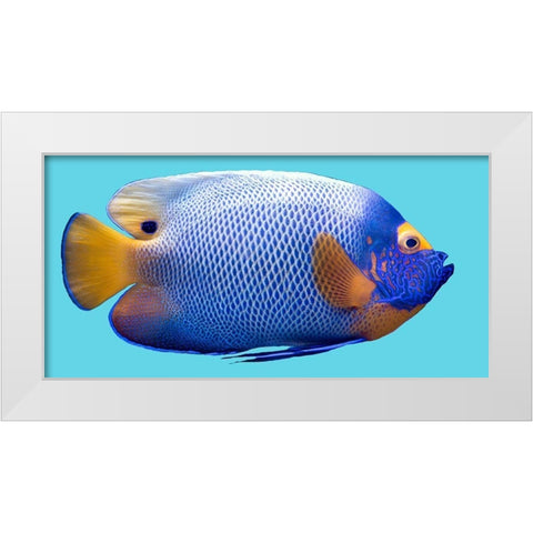 Parrot Fish White Modern Wood Framed Art Print by Phillip, Jamie