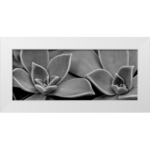 Succulent 1 White Modern Wood Framed Art Print by Phillip, Jamie