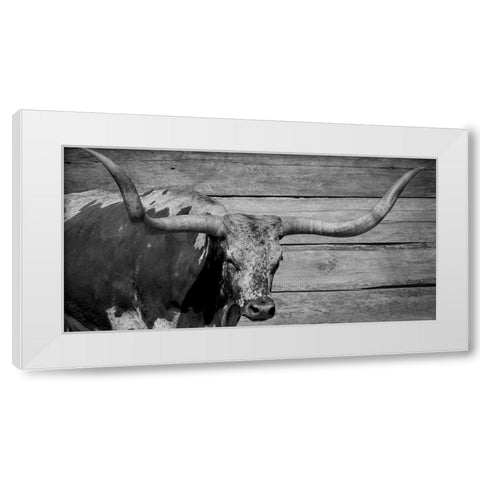 Long Horn Bull White Modern Wood Framed Art Print by Phillip, Jamie