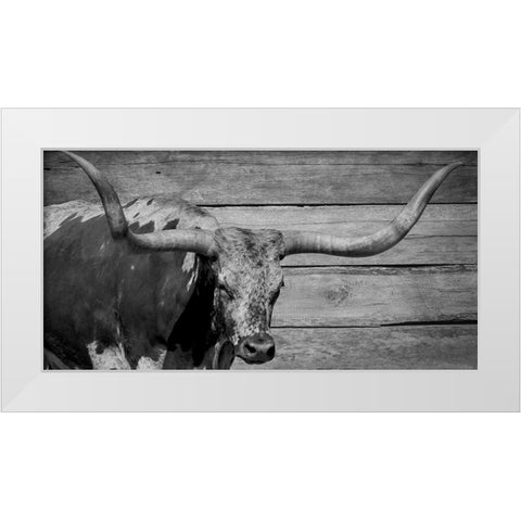 Long Horn Bull White Modern Wood Framed Art Print by Phillip, Jamie