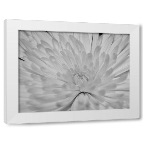 Angel White Flower White Modern Wood Framed Art Print by Phillip, Jamie