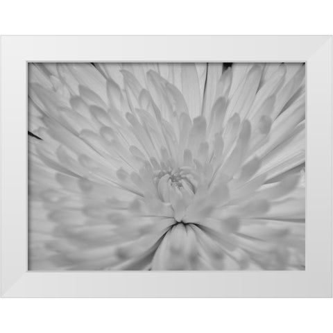 Angel White Flower White Modern Wood Framed Art Print by Phillip, Jamie