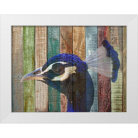 Peacock 2 White Modern Wood Framed Art Print by Phillip, Jamie