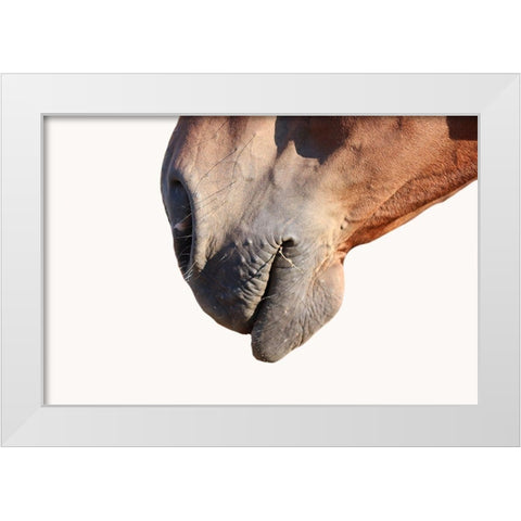 Horse White Modern Wood Framed Art Print by Phillip, Jamie