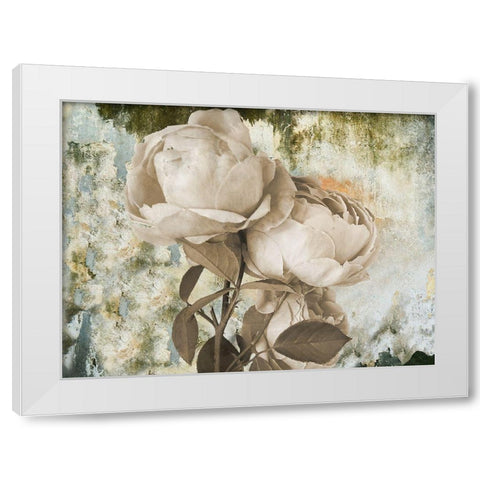 Old Rose White Modern Wood Framed Art Print by Phillip, Jamie
