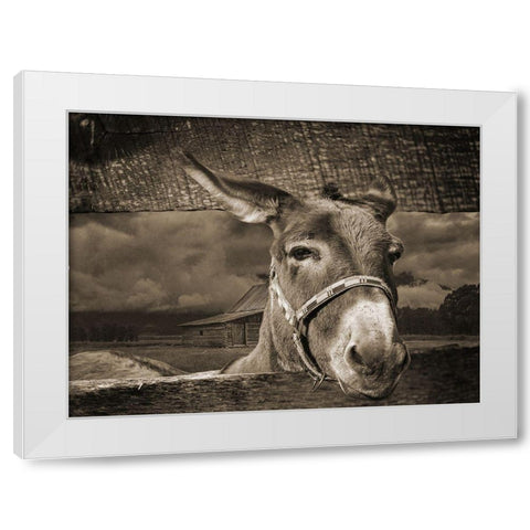 Donkey White Modern Wood Framed Art Print by Phillip, Jamie