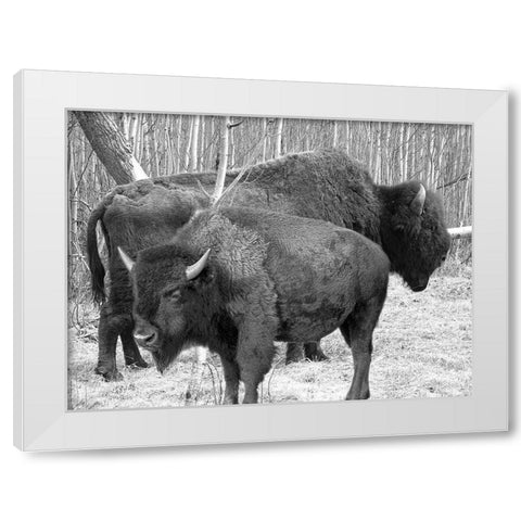 Bison Season White Modern Wood Framed Art Print by Phillip, Jamie