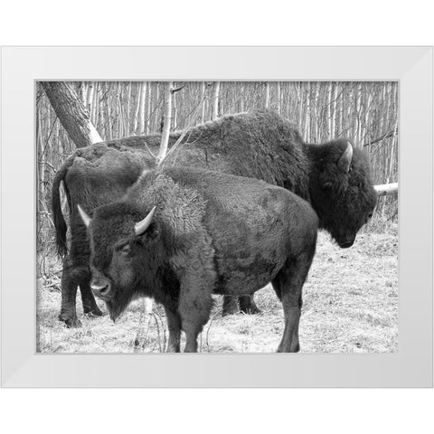 Bison Season White Modern Wood Framed Art Print by Phillip, Jamie
