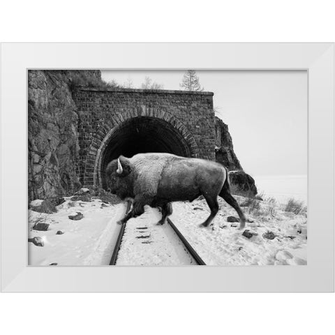 Bison Season 5 White Modern Wood Framed Art Print by Phillip, Jamie