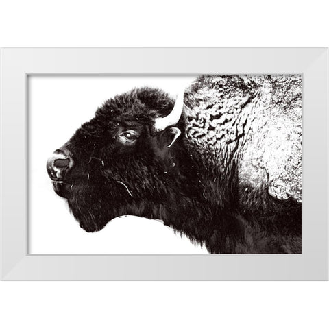 Bison Season 7 White Modern Wood Framed Art Print by Phillip, Jamie
