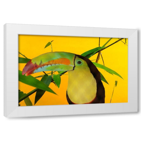 Toucan Yellow White Modern Wood Framed Art Print by Phillip, Jamie