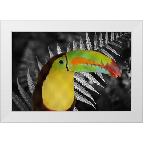 Toucan Black White Modern Wood Framed Art Print by Phillip, Jamie