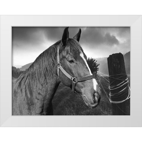 Field Horse White Modern Wood Framed Art Print by Phillip, Jamie