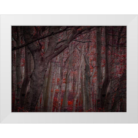 Fall Woods White Modern Wood Framed Art Print by Phillip, Jamie