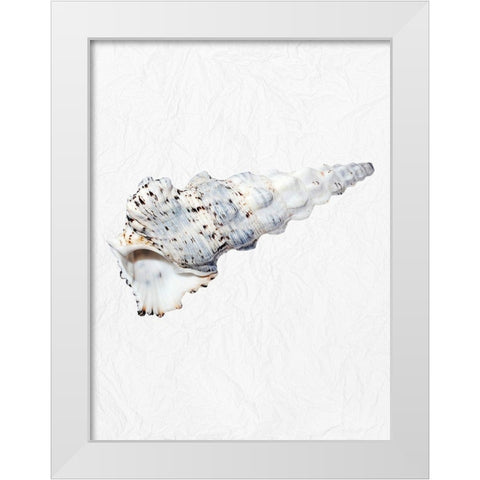 Special Shell 1 White Modern Wood Framed Art Print by Phillip, Jamie