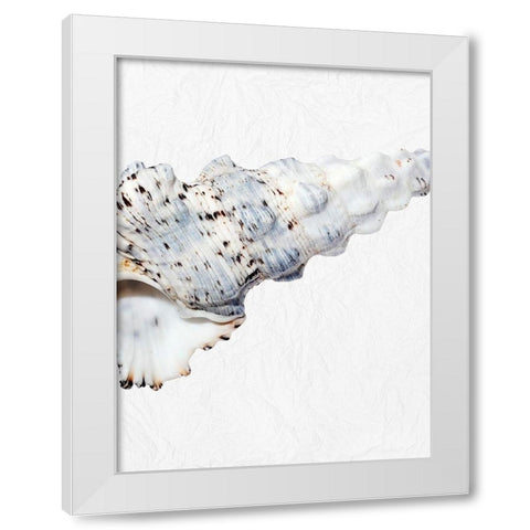 Special Shell 2 White Modern Wood Framed Art Print by Phillip, Jamie