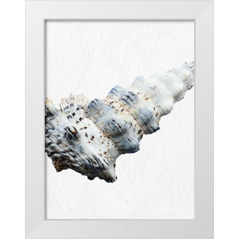Special Shell 3 White Modern Wood Framed Art Print by Phillip, Jamie