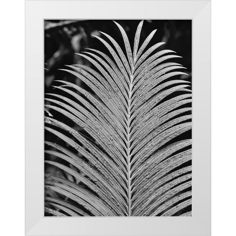 Tropical Palm 2 White Modern Wood Framed Art Print by Phillip, Jamie