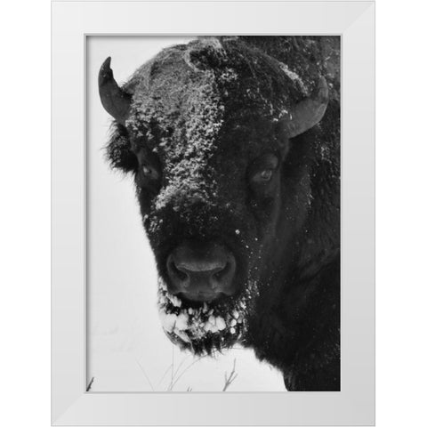 Snow Bison 1 White Modern Wood Framed Art Print by Phillip, Jamie