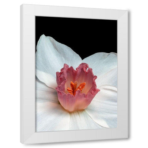 Spectanva 2 White Modern Wood Framed Art Print by Phillip, Jamie