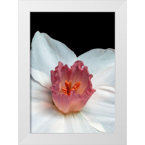Spectanva 2 White Modern Wood Framed Art Print by Phillip, Jamie