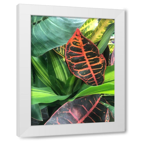 Tropical 4 White Modern Wood Framed Art Print by Phillip, Jamie