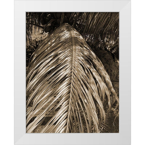 BVI 6 White Modern Wood Framed Art Print by Phillip, Jamie