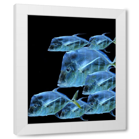 Fish Party White Modern Wood Framed Art Print by Phillip, Jamie