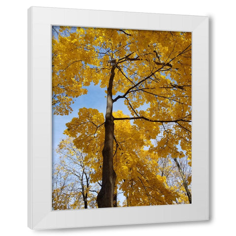 Silent Nature 1 White Modern Wood Framed Art Print by Phillip, Jamie