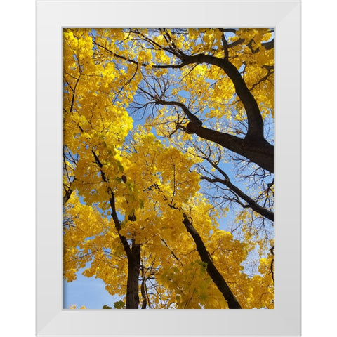 Silent Nature 2 White Modern Wood Framed Art Print by Phillip, Jamie