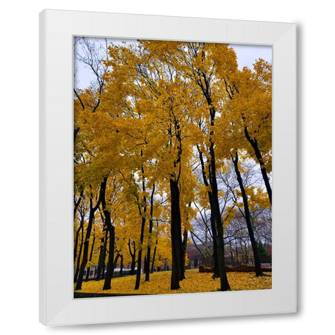 Silent Nature 3 White Modern Wood Framed Art Print by Phillip, Jamie