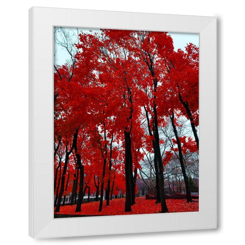 Silent Nature 4 White Modern Wood Framed Art Print by Phillip, Jamie