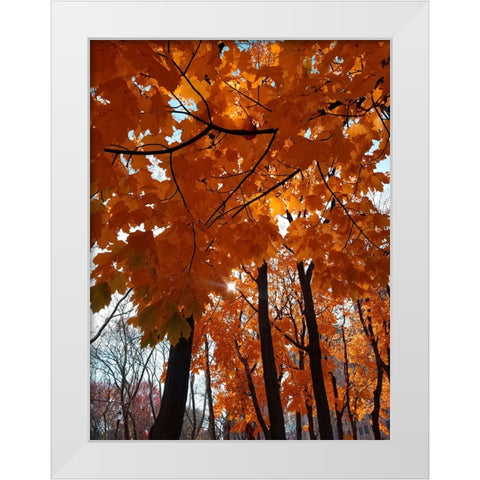 Silent Nature 5 White Modern Wood Framed Art Print by Phillip, Jamie