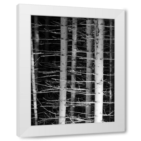 Dark Woods 2 White Modern Wood Framed Art Print by Phillip, Jamie