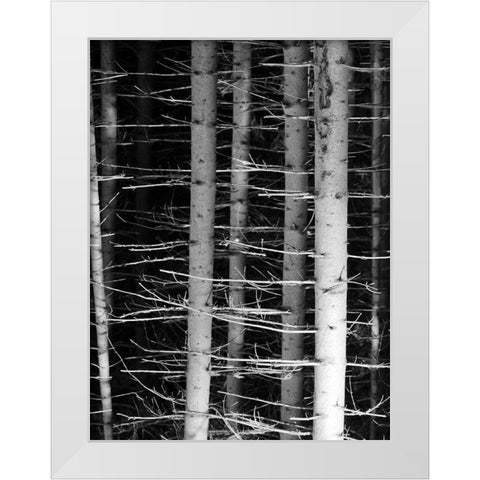 Dark Woods 2 White Modern Wood Framed Art Print by Phillip, Jamie