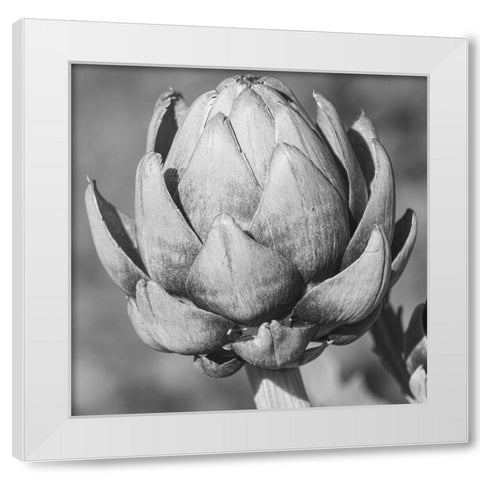 Artichoke White Modern Wood Framed Art Print by Phillip, Jamie