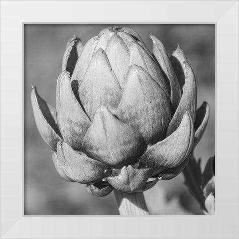 Artichoke White Modern Wood Framed Art Print by Phillip, Jamie