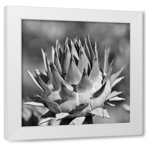 Artichoke 2 White Modern Wood Framed Art Print by Phillip, Jamie