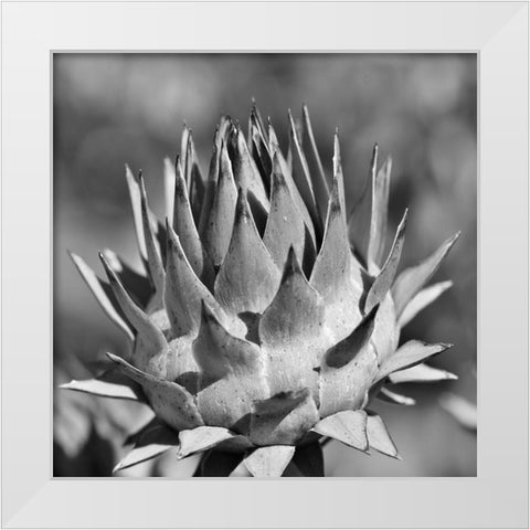 Artichoke 2 White Modern Wood Framed Art Print by Phillip, Jamie