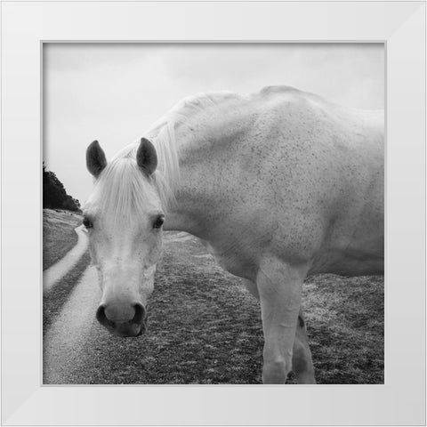 White Enchantment White Modern Wood Framed Art Print by Phillip, Jamie