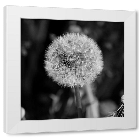 Morning Due 2 White Modern Wood Framed Art Print by Phillip, Jamie