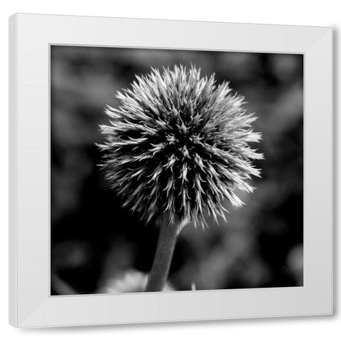 Morning Due 1 White Modern Wood Framed Art Print by Phillip, Jamie