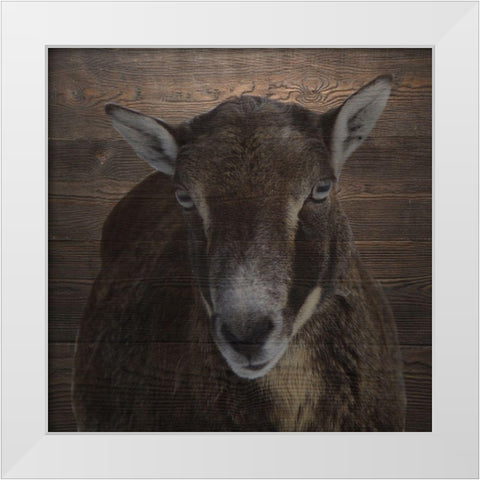 Sheeper Keep White Modern Wood Framed Art Print by Phillip, Jamie